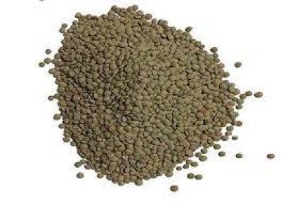 عدس ریز محلی فله